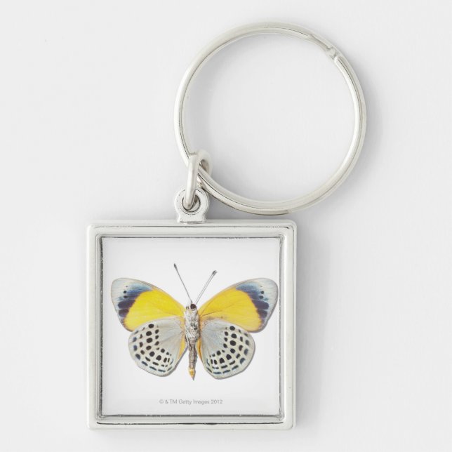 Calithea davisi key ring (Front)
