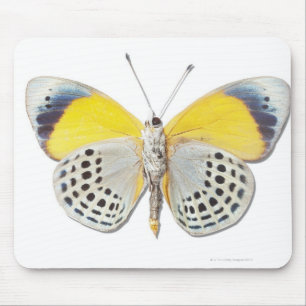 Calithea davisi mouse pad