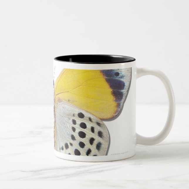 Calithea davisi Two-Tone coffee mug (Right)