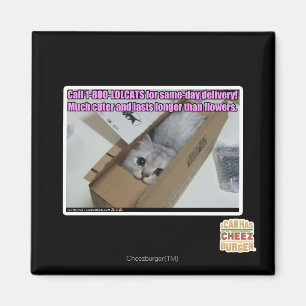 Call 1-800-LOLCATS Magnet