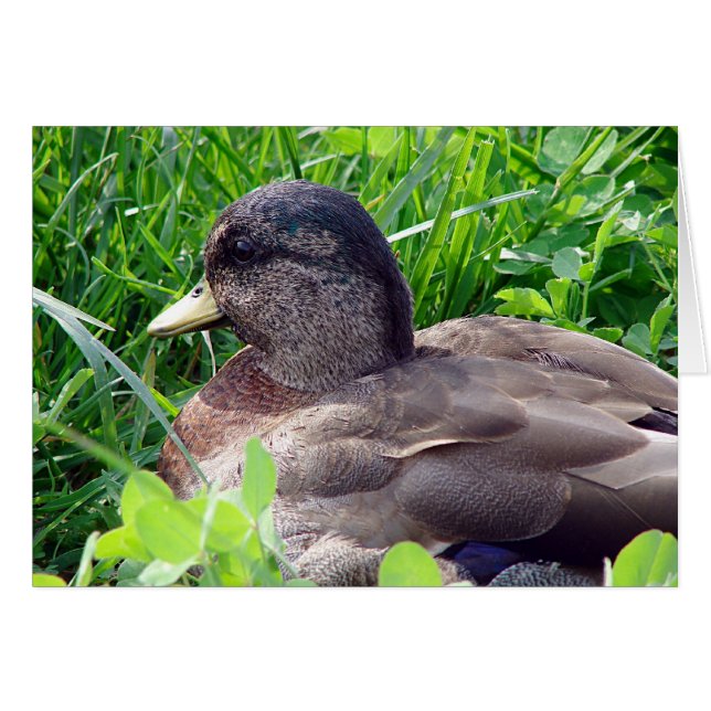 Call Duck Drake (Front Horizontal)