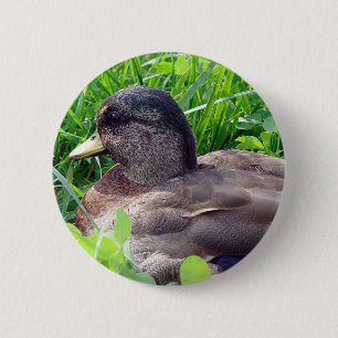 Call Duck Drake 6 Cm Round Badge