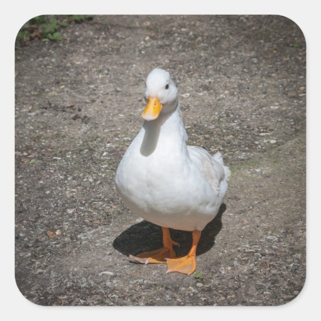Call duck square sticker (Front)
