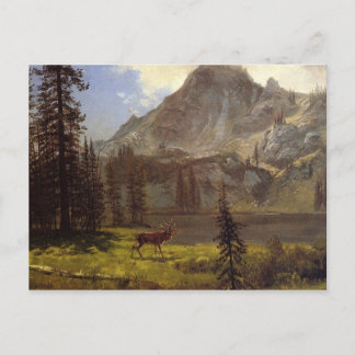 Call of the Wild Postcard