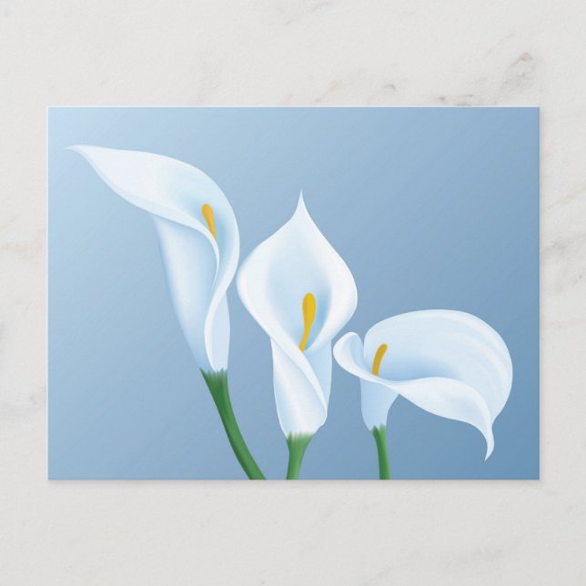 Calla flowers postcard (Front)