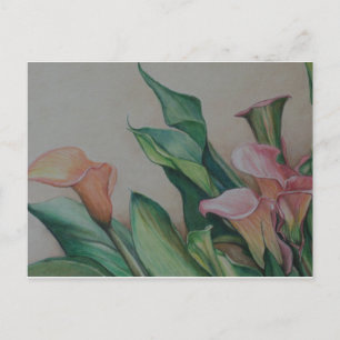 Calla Lilies art Postcard