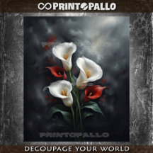 Calla lilies flowers composition #2 on black