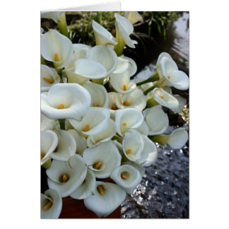 Calla Lilies growing at  Lily Plantation, Taiwan