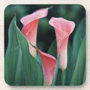 Calla Lilies Pink Flowers Coaster