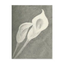Calla Lilies