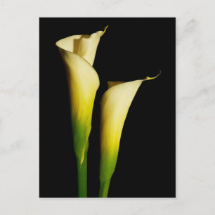 Calla Lilies Postcard