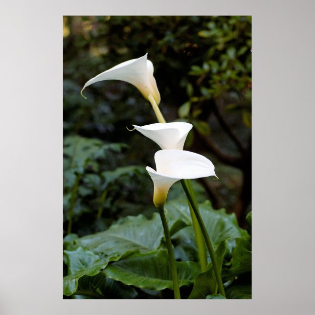 Calla Lilies Poster (Front)