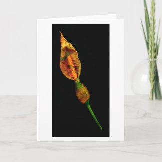 Calla Lilly Card