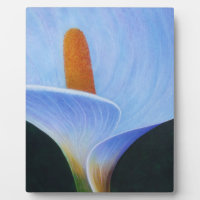 Calla Lilly