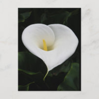 Calla Lilly
