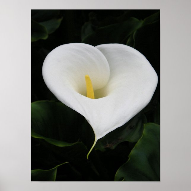 Calla Lilly Poster (Front)