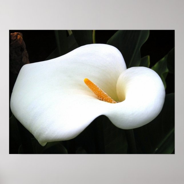 Calla Lilly Poster (Front)