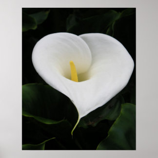 Calla Lilly Poster