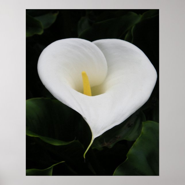 Calla Lilly Poster (Front)