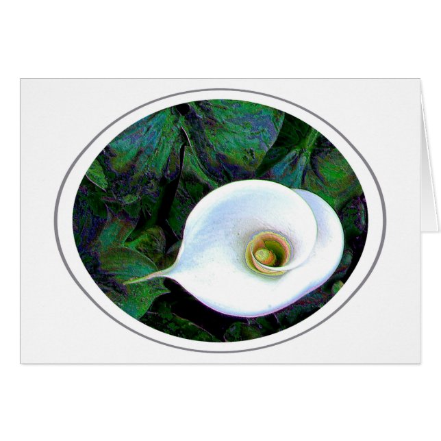 Calla Lily (Front Horizontal)