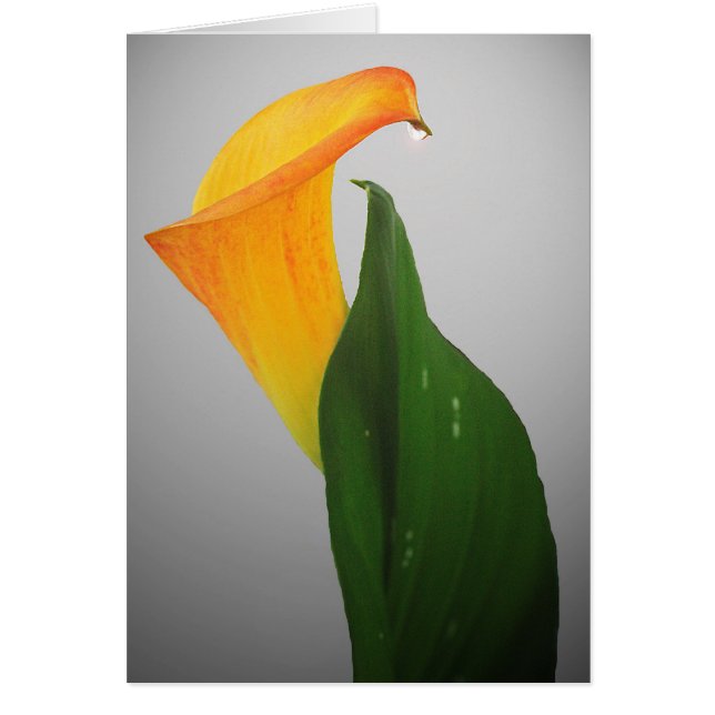 Calla Lily (Front)