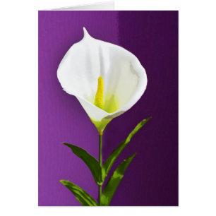 Calla Lily