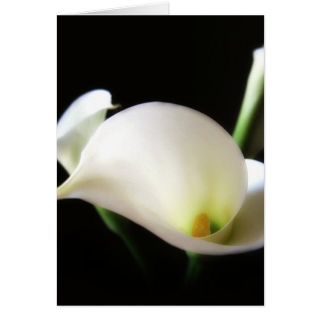 Calla Lily 7 (Front)