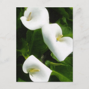 Calla Lily 9 Postcard