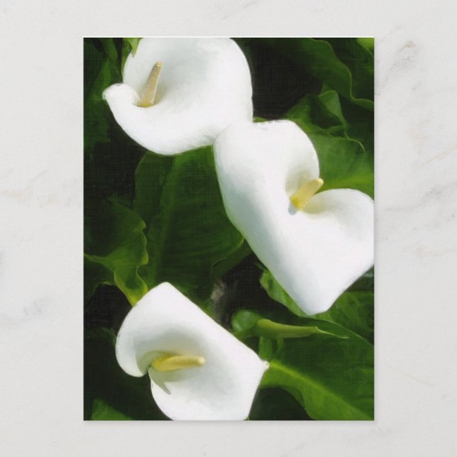 Calla Lily 9 Postcard (Front)