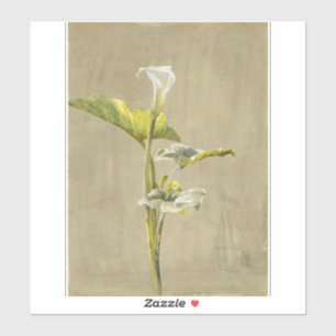 Calla Lily by Fidelia Bridges