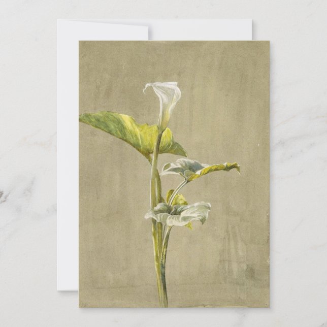Calla Lily by Fidelia Bridges Invitation (Front)