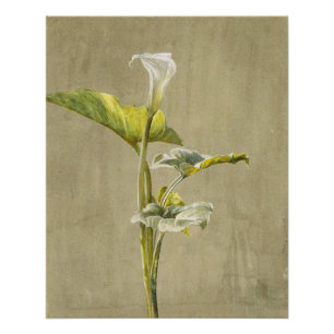 Calla Lily by Fidelia Bridges Poster