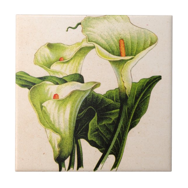 calla lily calla lilies tile (Front)