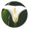 Calla Lily