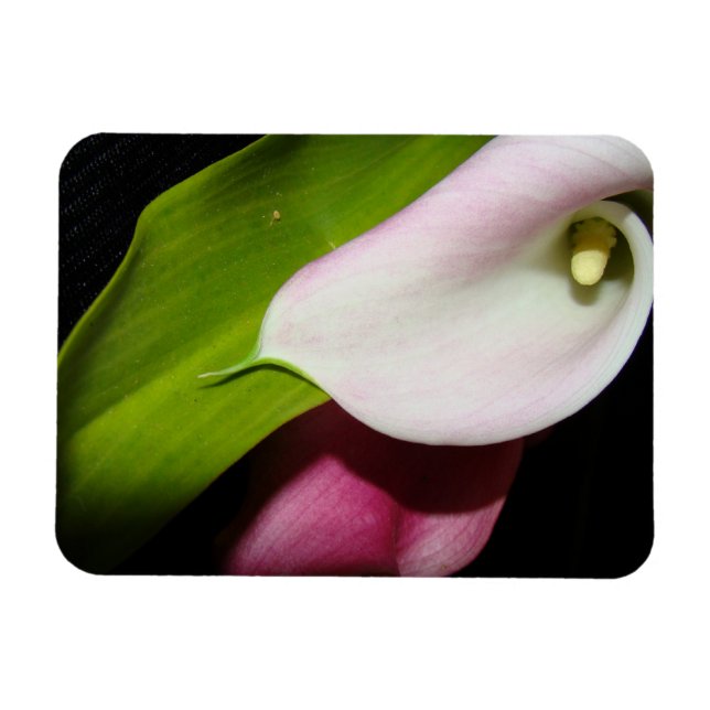 Calla Lily Flowers Premium Magnet (Horizontal)