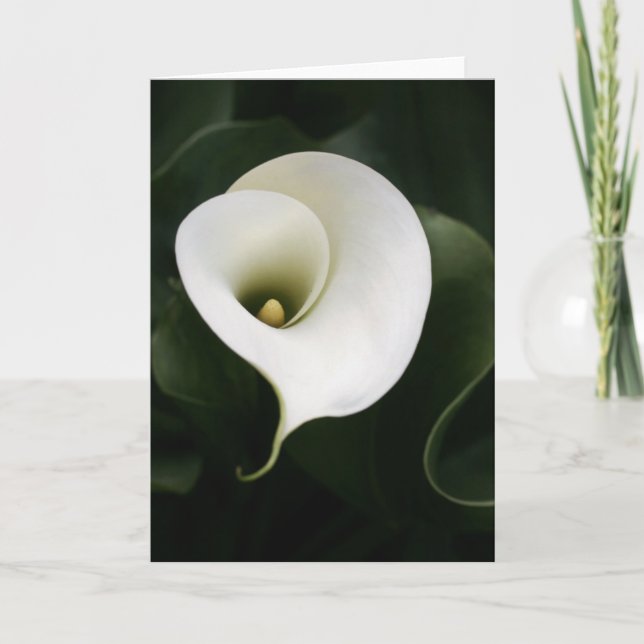 Calla Lily Greeting Card (no border) (Front)