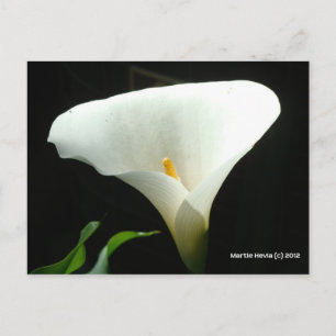 Calla Lily in Black Postcard