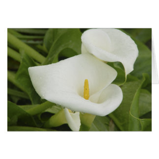 Calla lily in Rain Card