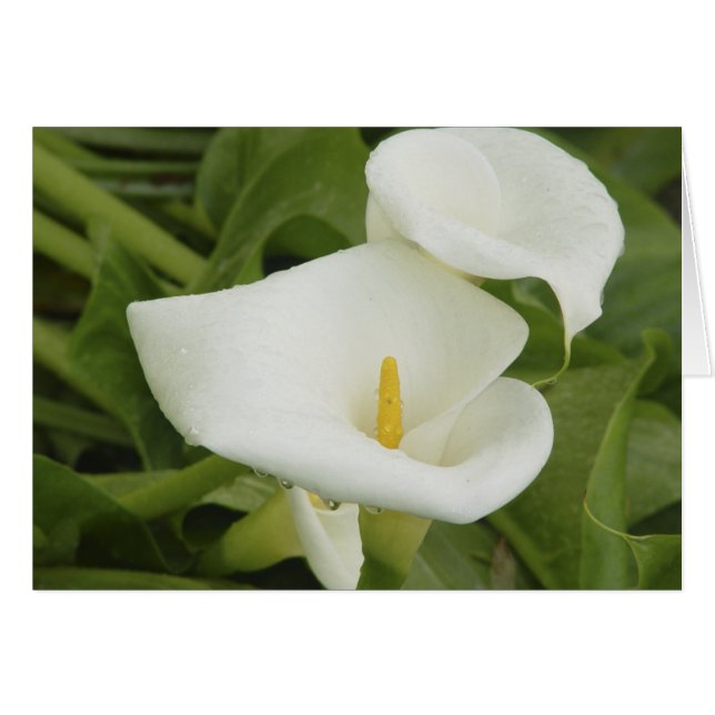 Calla lily in Rain Card (Front Horizontal)