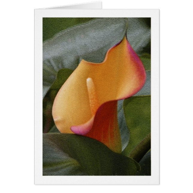 Calla Lily Jungle (Front)
