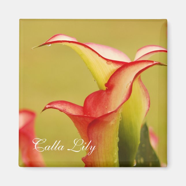 Calla Lily Magnet (Front)