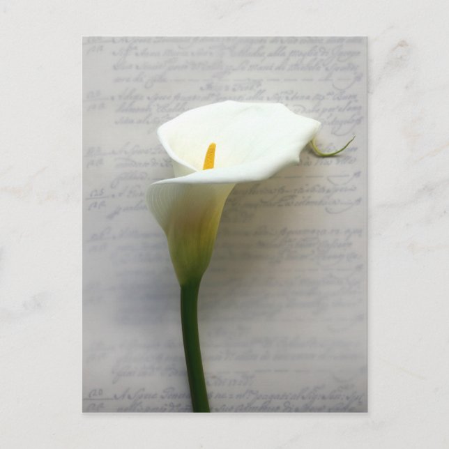 calla lily on old handwriting postcard (Front)