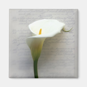 calla lily on old handwriting square magnet