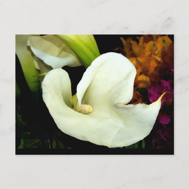 Calla Lily Postcard (Front)