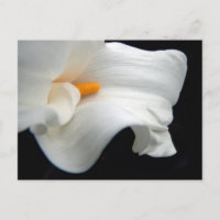 Calla Lily