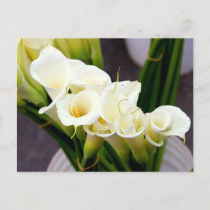 calla lily postcard