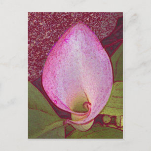 Calla Lily Postcard
