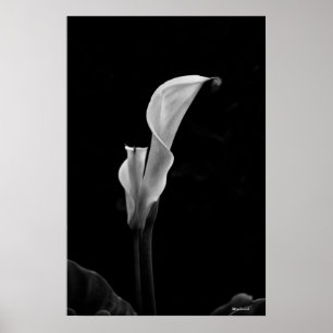 Calla Lily Poster