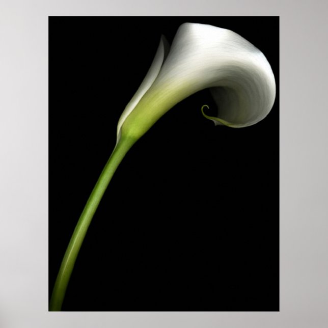 Calla Lily Poster (Front)