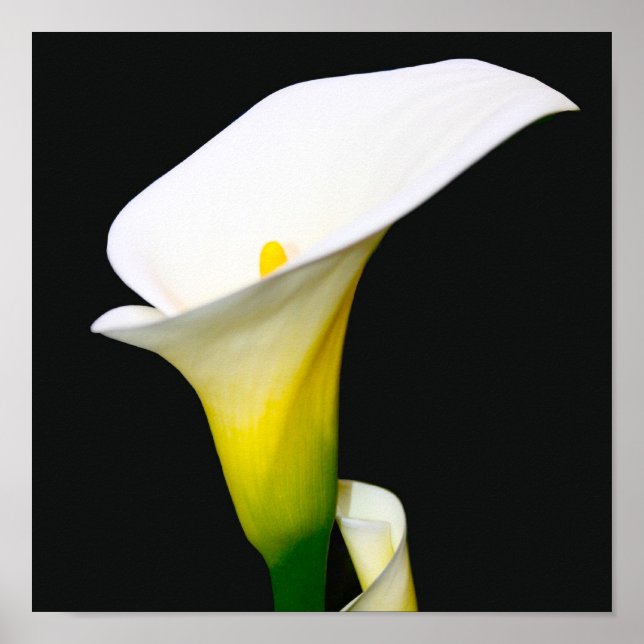CALLA LILY POSTER (Front)